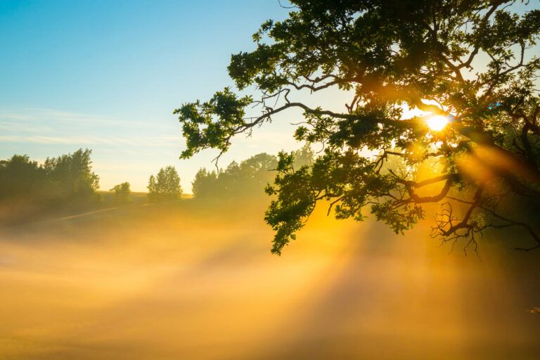 Eternal Strength: Majestic Oak Tree Bathed in Summer Sunrise Light in Northern Europe